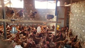 2016 Hühnerprojekt wächst