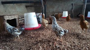 Haltung lokaler Hühner